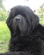 Превью фото № 137220