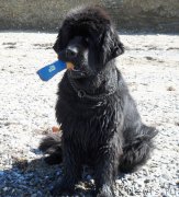 Превью фото № 137223