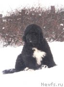 Превью фото № 137275