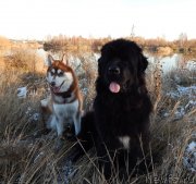 Превью фото № 137307