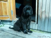 Превью фото № 137313