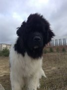 Превью фото № 137317