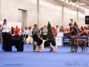 Превью фото № 137412