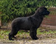 Превью фото № 137436