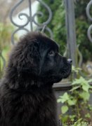 Превью фото № 137443