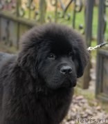 Превью фото № 137445