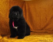 Превью фото № 137498