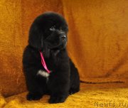 Превью фото № 137499