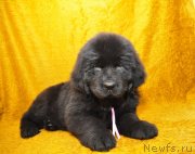 Превью фото № 137506