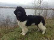 Превью фото № 137512