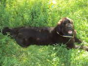 Превью фото № 137534