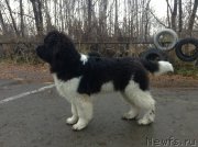 Превью фото № 137536