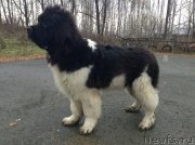 Превью фото № 137540