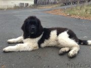 Превью фото № 137541