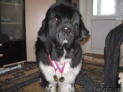 Превью фото № 137589