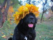 Превью фото № 137609