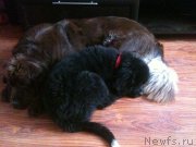 Превью фото № 137638