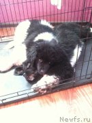 Превью фото № 137645