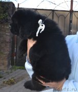 Превью фото № 137656