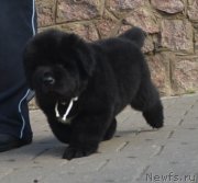 Превью фото № 137659