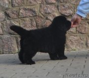 Превью фото № 137661