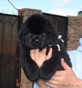 Превью фото № 137662