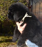 Превью фото № 137663