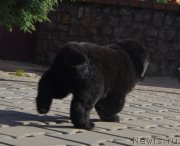 Превью фото № 137665