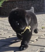 Превью фото № 137668