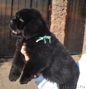 Превью фото № 137672