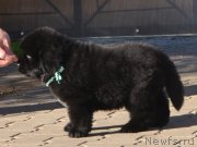 Превью фото № 137674