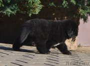 Превью фото № 137676