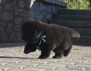 Превью фото № 137678