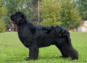 Превью фото № 137684