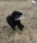 Превью фото № 13769