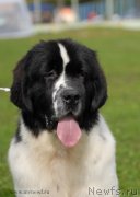 Превью фото № 137692