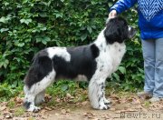 Превью фото № 137704