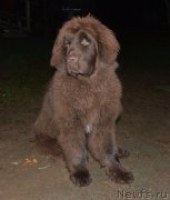 Превью фото № 137734