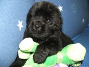 Превью фото № 137743