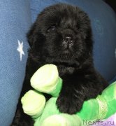 Превью фото № 137745