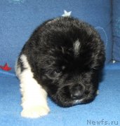 Превью фото № 137749