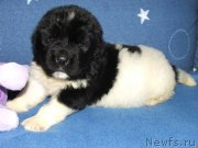 Превью фото № 137750