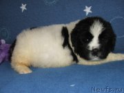 Превью фото № 137751