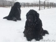 Превью фото № 137821