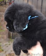 Превью фото № 137863