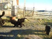 Превью фото № 137886