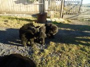 Превью фото № 137887