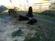 Превью фото № 137894