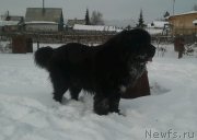 Превью фото № 137896