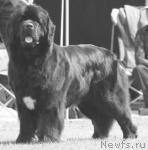 Превью фото № 13791